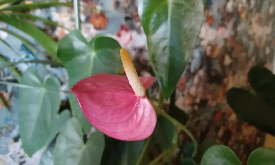 Różowy kwiat anturium, znany jako flamingo flower, z żółtym kielichem na tle zielonych liści i kolorowego tła.