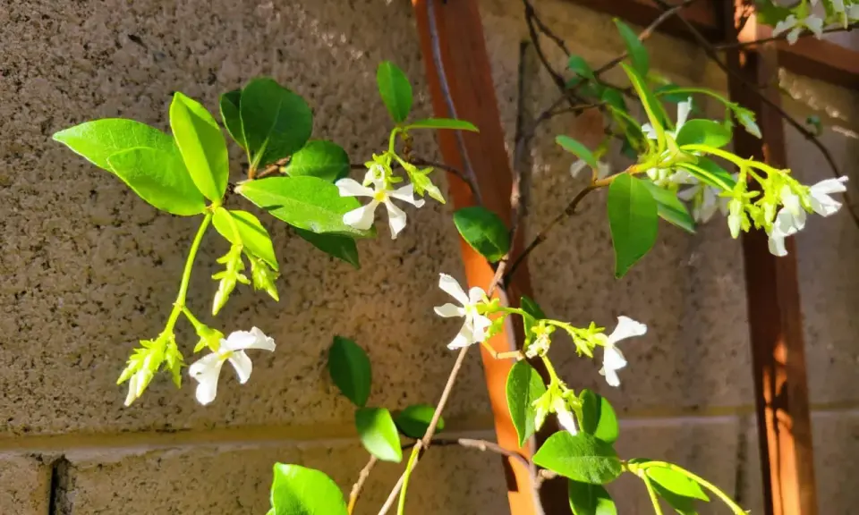 Des petites fleurs blanches éclosent sur une branche de jasmin d'hiver, grimpant le long d'un support en bois.