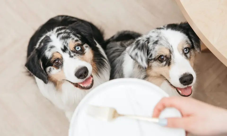 Deux bergers australiens aux yeux magnifiques attendent avec impatience leur nourriture.