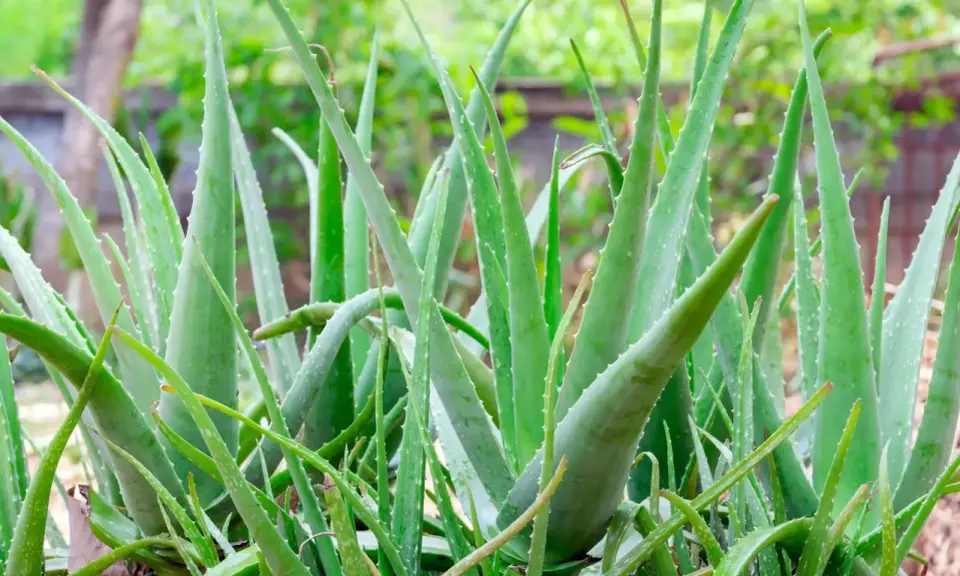 Un folto gruppo di piante di aloe vera, note per i loro benefici per la pelle, con foglie verdi carnose e bordi seghettati.