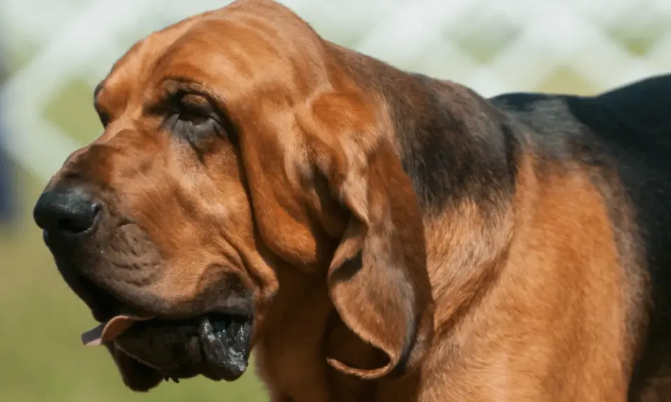 Brązowy pies rasy Bloodhound z charakterystycznymi, długimi uszami i pomarszczonym pyskiem. Jego fafle są wyraźnie widoczne, a język lekko wysunięty.