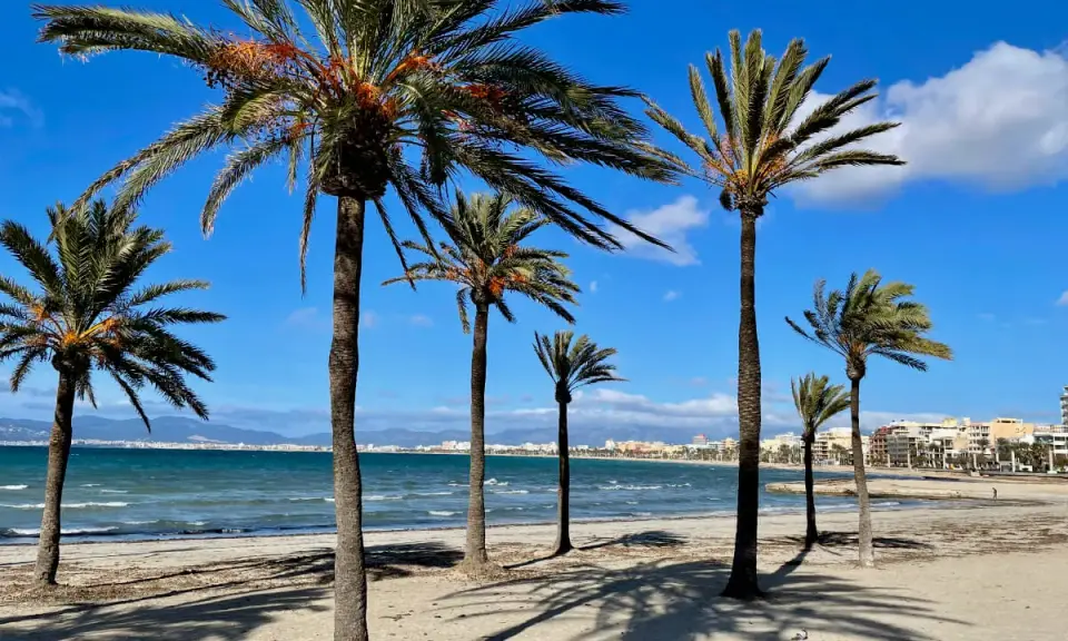 Palmen säumen den sonnigen alcudia strand. Das Meer glitzert, im Hintergrund eine Stadt.