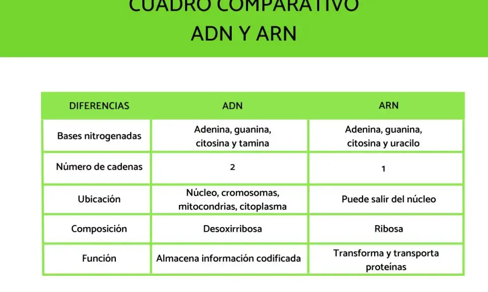 Tabla comparativa ADN y ARN. El ARN, a diferencia del ADN, tiene una sola cadena y uracilo en lugar de timina.