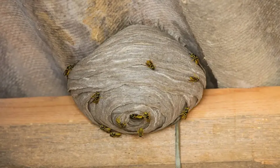 A large, papery eastern yellow jacket ground nest is attached to a corrugated surface, with several yellow jackets crawling on its exterior.