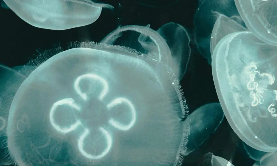 Un gruppo di meduse appena nate fluttua nell'oscurità, i loro corpi trasparenti illuminati da una luce eterea.