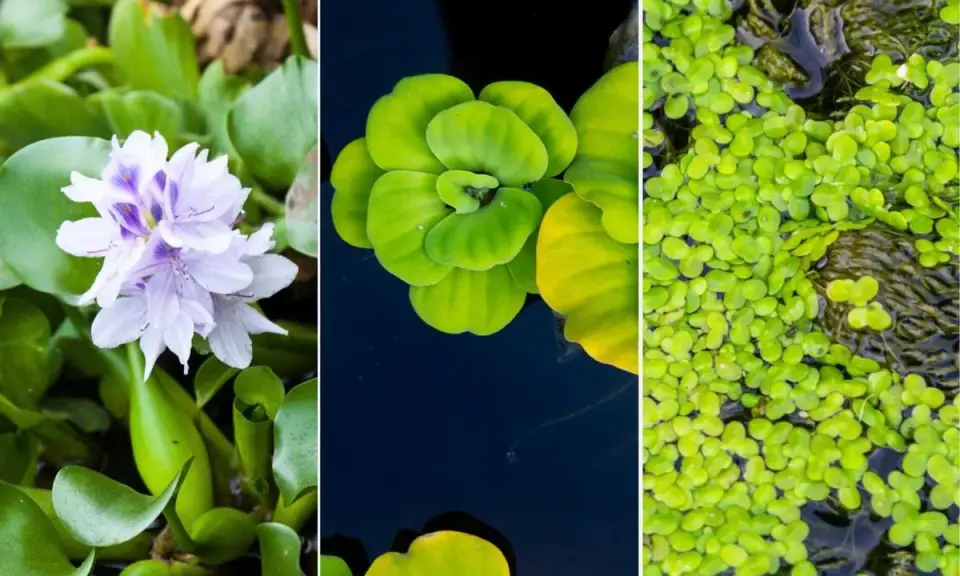 Tres tipos de plantas de estanque: jacinto de agua con flor lila, lechuga de agua verde y lentejas de agua.