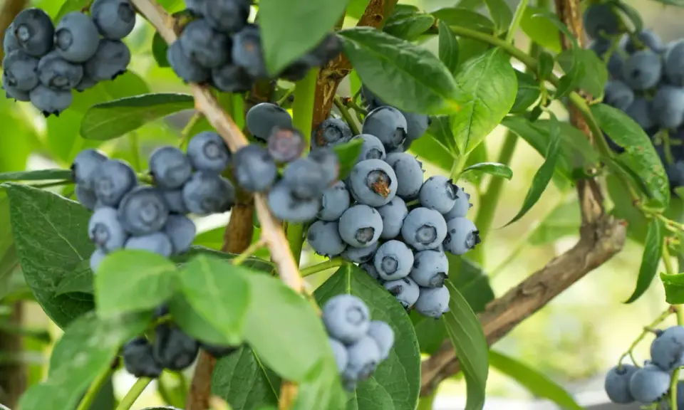 Gros plan sur des grappes de myrtilles bleues et rondes sur un arbre à myrtille, avec des feuilles vertes luxuriantes en arrière-plan.