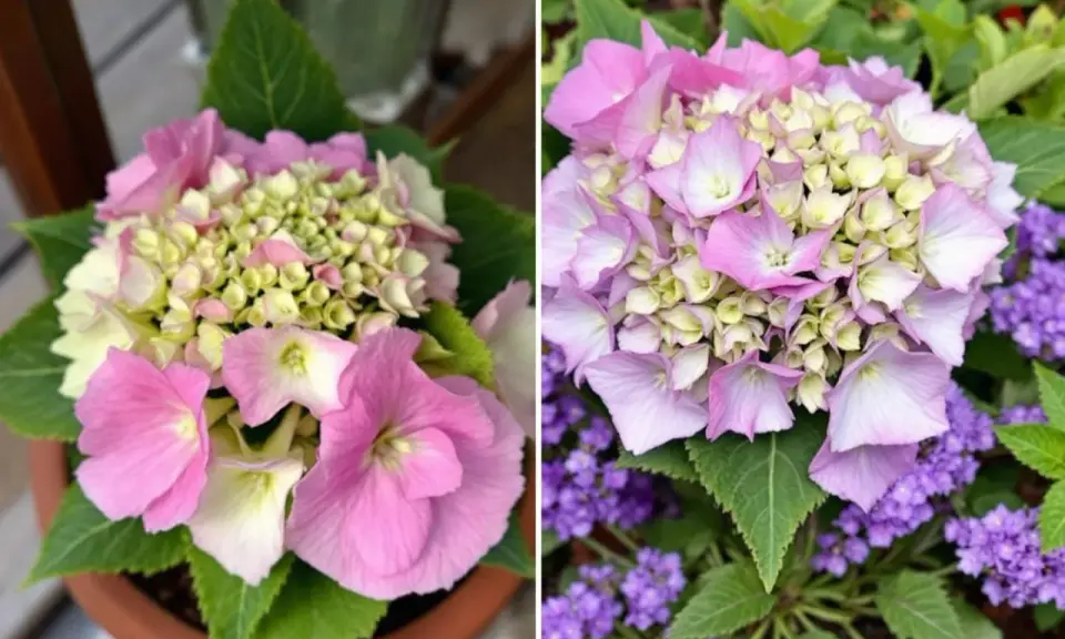 Un magnifique hortensia d'intérieur aux teintes roses et crème, avec des petites fleurs violettes en arrière-plan.
