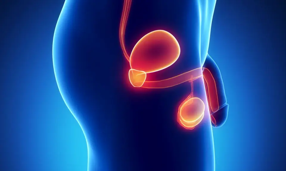 Anatomical illustration showing the male reproductive system, including the bladder, prostate, and testes. The image highlights the prostate's location and size, relevant for understanding the wymiar prostaty u 65 latka.