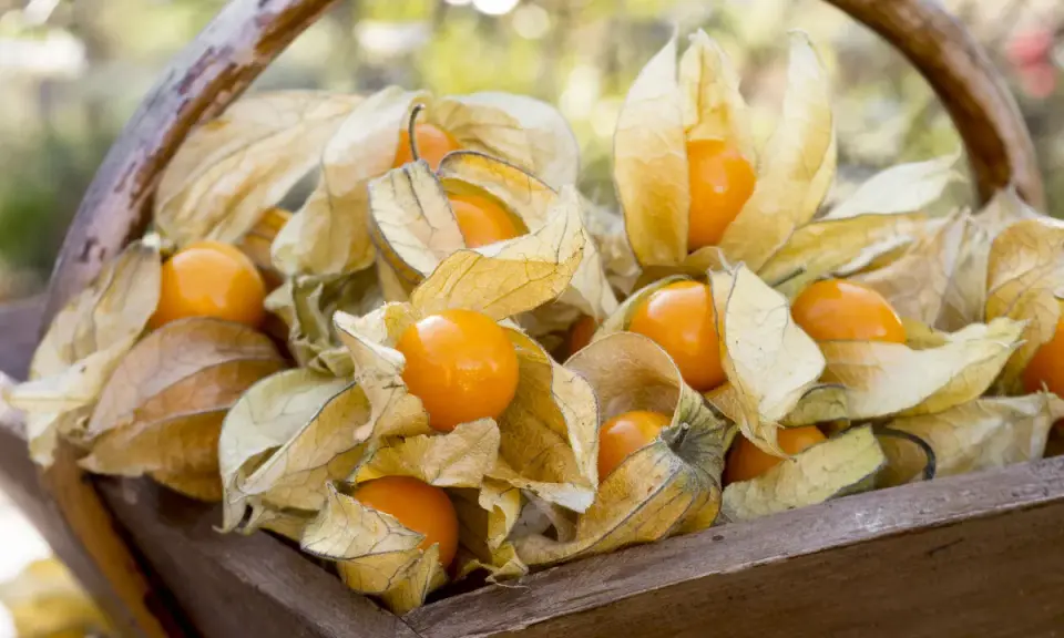 Un panier en bois rempli de physalis, leurs lanternes sèches révélant des fruits orange vifs. La plante physalis est prête à être récoltée.