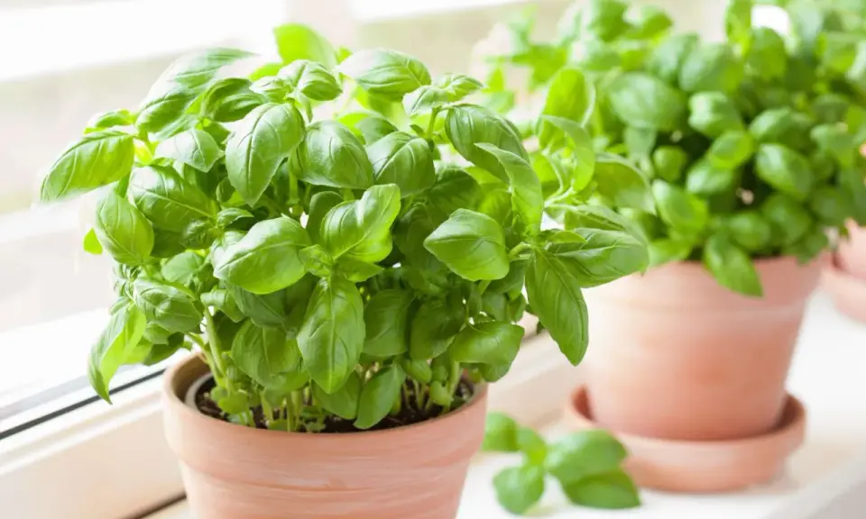 Lush basil plants in terracotta pots on a windowsill. Many wonder if basil is a perennial, and these vibrant plants suggest a long life for this herb.