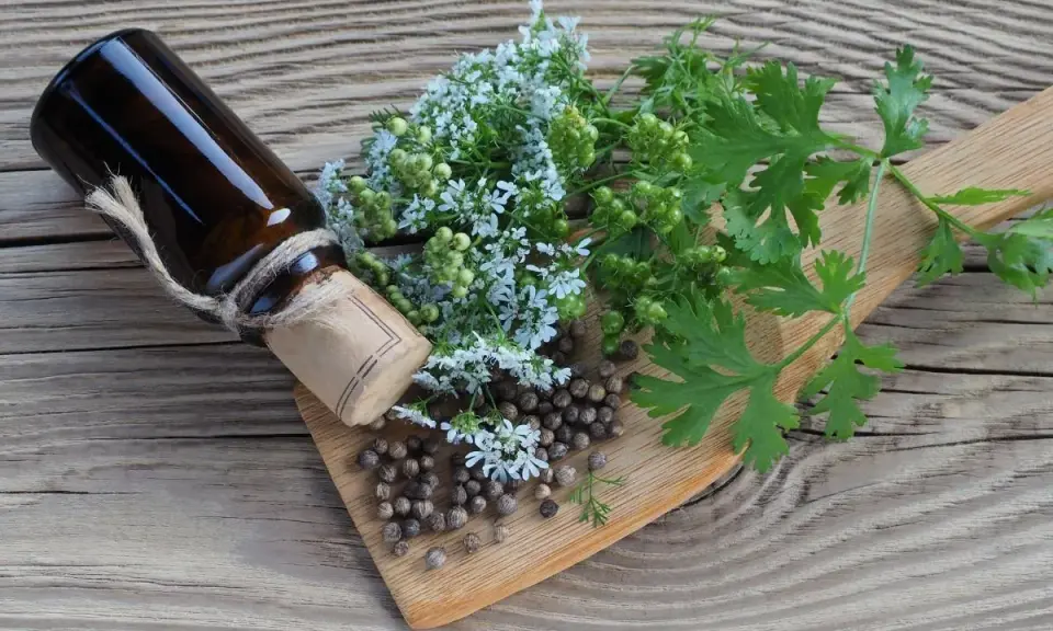 Coriander przyprawa do czego? Na desce leżą nasiona kolendry, jej kwiaty i liście, obok ciemna buteleczka.