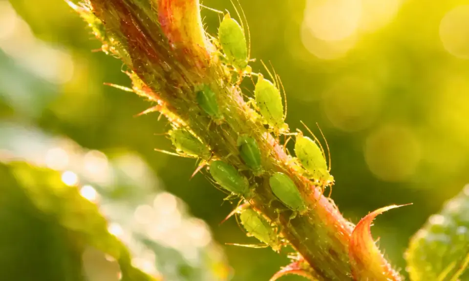 Des pucerons verts sur une tige. Un traitement naturel contre le puceron jaune est souvent recherché par les jardiniers.