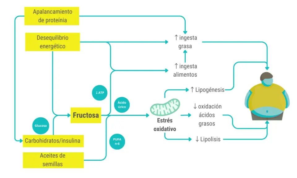 Diagrama muestra cómo la fructosa y otros alimentos contribuyen al estrés oxidativo, lipogénesis y desequilibrio energético, llevando a un aumento de grasa corporal.