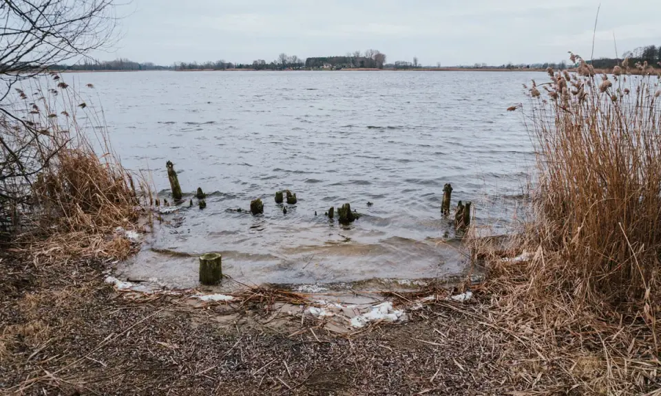 Brzeg jeziora Gopło z wystającymi z wody drewnianymi słupkami i suchą trzciną.