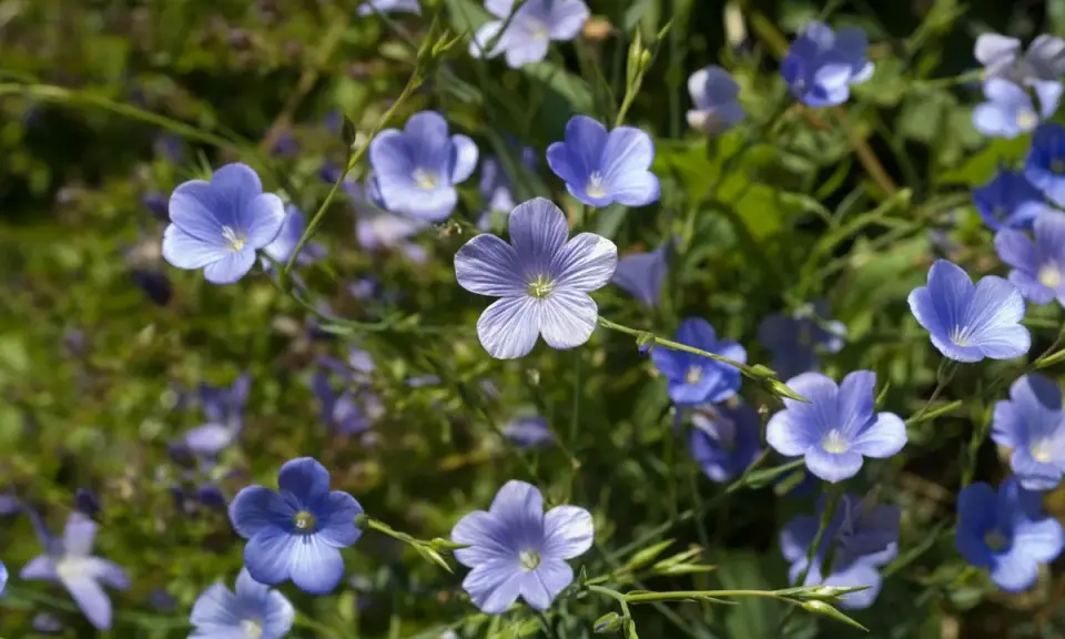 Un champ de fleurs de lin bleues, délicates et étoilées, se balance doucement sous le soleil.