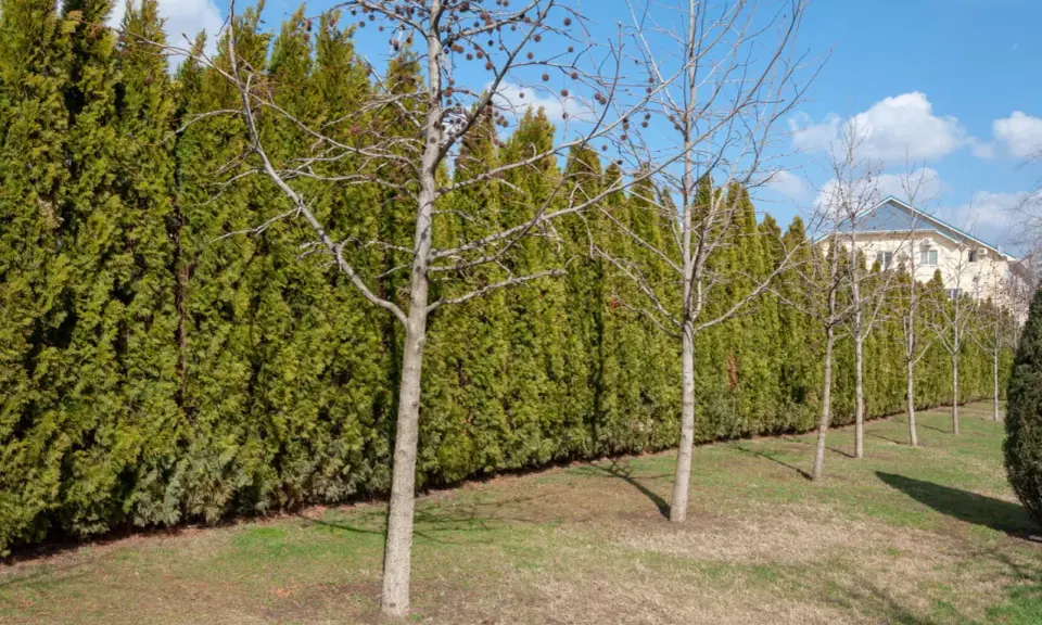 Une haie anti bruit dense et verte borde un jardin. Des arbres aux branches nues se dressent devant, avec une maison en arrière-plan.