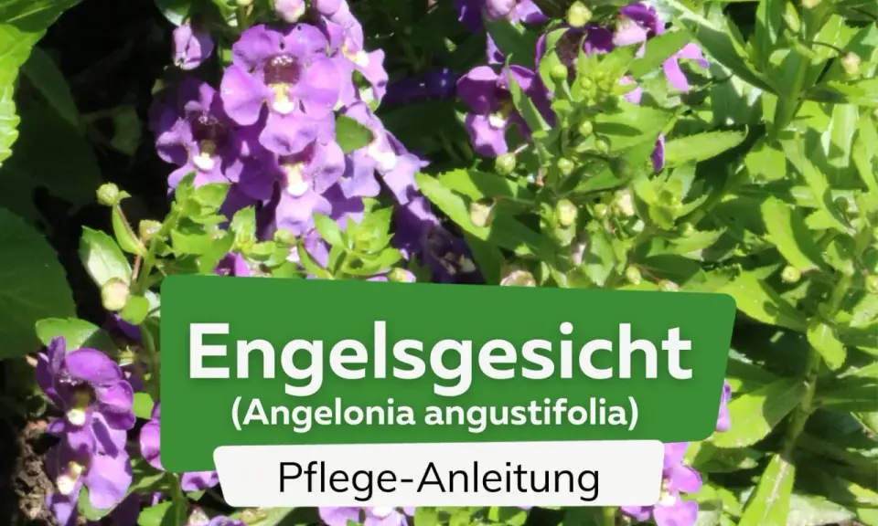 Die **Pflanze Engelsgesicht** (Angelonia angustifolia) mit ihren lila Blüten und grünen Blättern, daneben eine Pflegeanleitung.