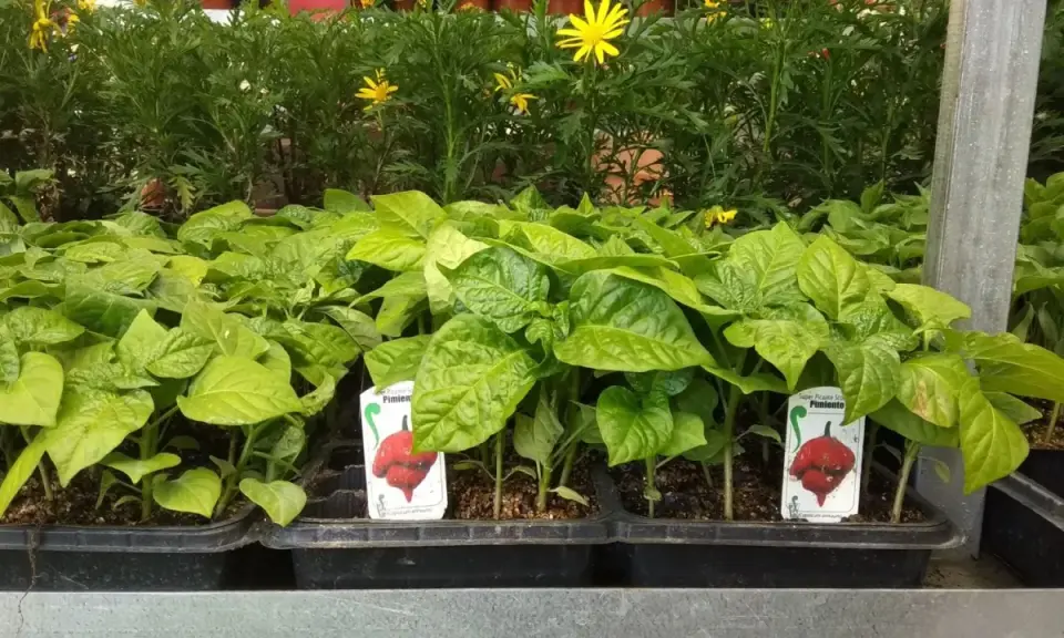 Plantones de pimiento listos para ser trasplantados. ¡Perfectos para lo que se siembra en mayo y disfrutar de picante en verano!