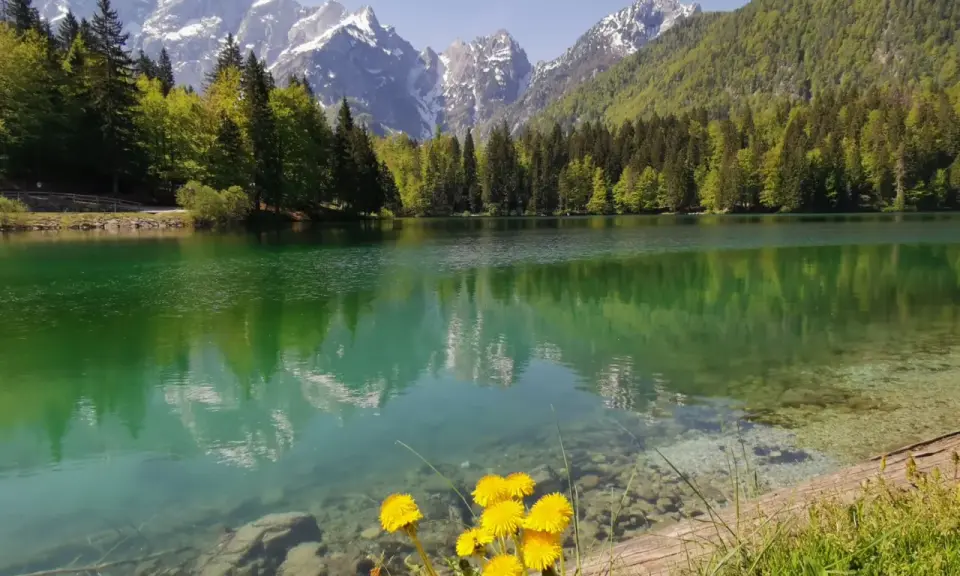 Lago alpino con riflessi di montagne innevate e boschi verdi, fiori gialli in primo piano. Un angolo di paradiso in montagna Friuli Venezia Giulia.