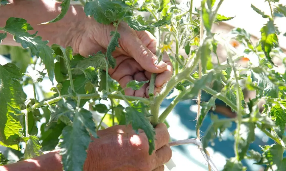 Mains expertes retirant un gourmand pour savoir comment tailler les tomates. Le soleil éclaire les feuilles vertes.