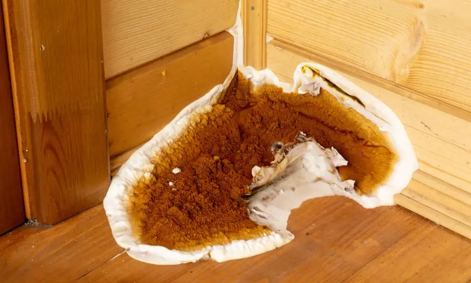 Champignon brun et blanc envahissant un coin en bois, signe d'un traitement bois humidité nécessaire.