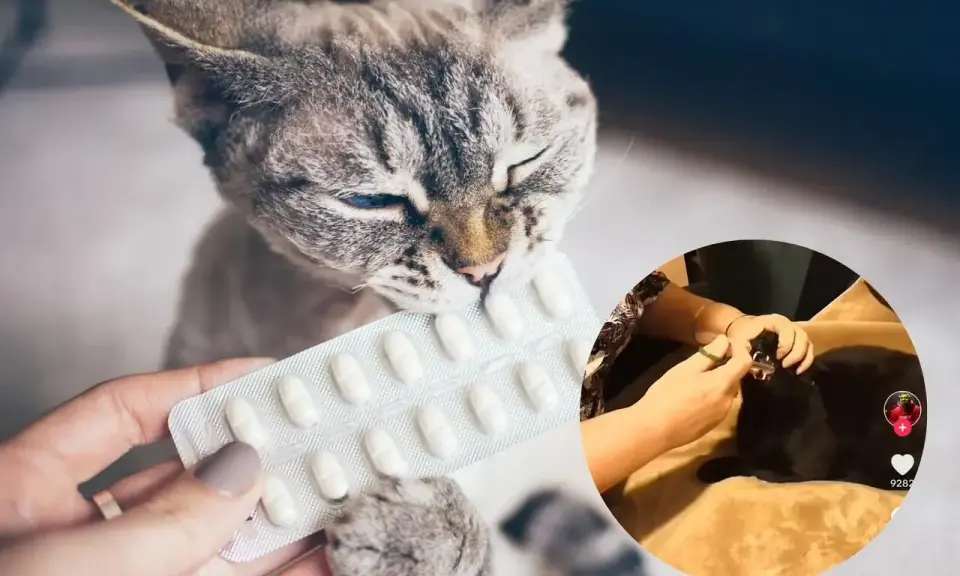 Walka o tabletkę z kotem: Śmiech gwarantowany! Dowcipy
