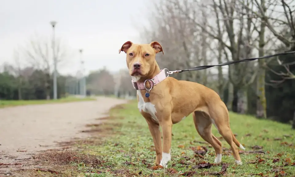 En ståtlig pitbull i Sverige, med en rosa halsband, står på en gräsmatta vid en grusväg.