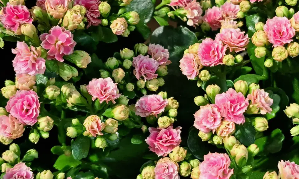 Przycinanie kalanchoe: Jak pobudzić je do ponownego kwitnienia?
