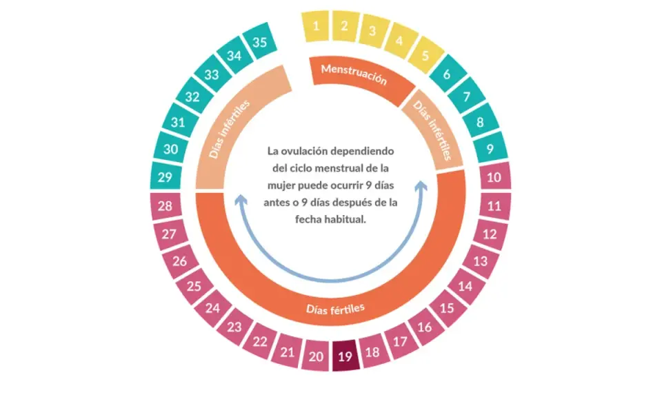 Diagrama circular del ciclo menstrual, mostrando días fértiles, infértiles y menstruación. Una regla rara para calcular la ovulación.