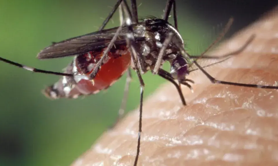 ¿Tienes Virus del Nilo? Reconoce los síntomas y cuándo acudir al médico