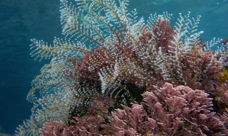 Un groviglio di piante marine, alcune bianche e piumose, altre rosa e ramificate, creano un fondale colorato.