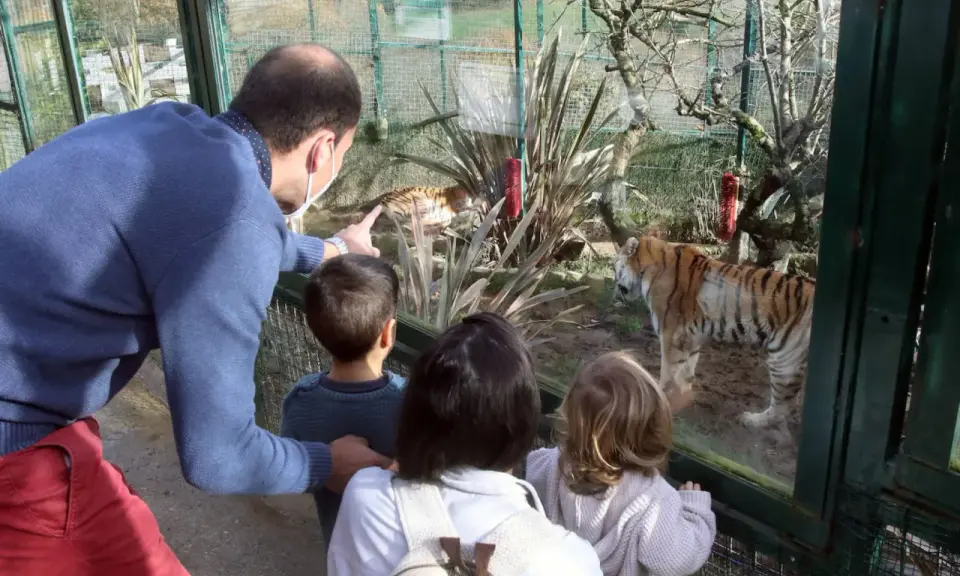 Familia observa tigres en el zoo Asturias. Un padre señala a un tigre mientras sus hijos miran fascinados.