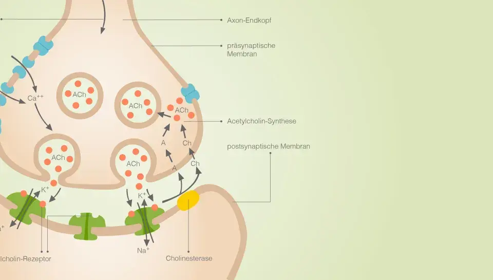 Synapse: Aktionspotential löst Ca++-Einstrom aus, Acetylcholin (ACh) wird freigesetzt, bindet an Rezeptoren. Wichtig für Bio-Abi NRW.