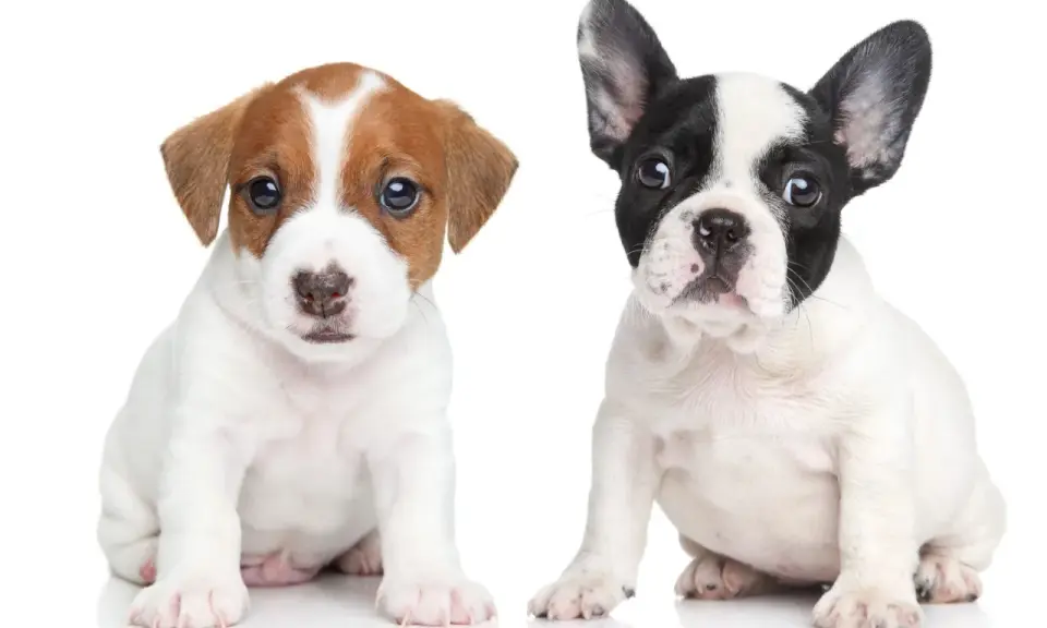 Dwa urocze szczenięta, jeden Jack Russell Terrier, drugi buldożek francuski, siedzą obok siebie. Czy to suczka czy pies? Trudno powiedzieć, ale oba są słodkie!