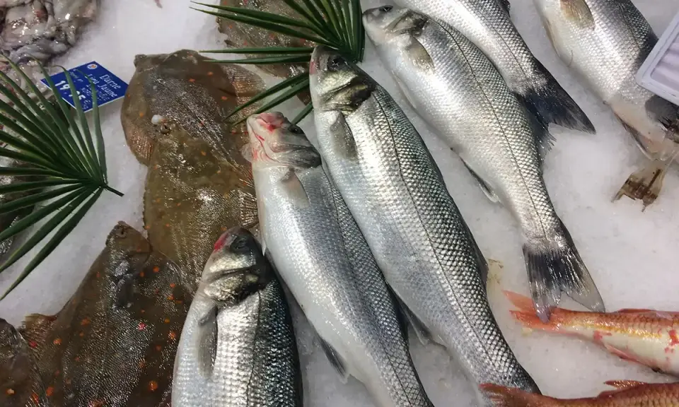 Poissons frais sur glace, prêts pour une délicieuse marinade. Loups de mer argentés et poissons plats tachetés.