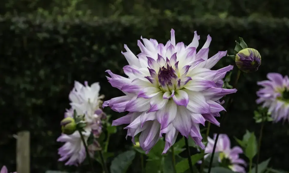 En stor, vit dahlia med lila kanter blommar i den rika jorden till dahlior. En knopp anas bredvid.