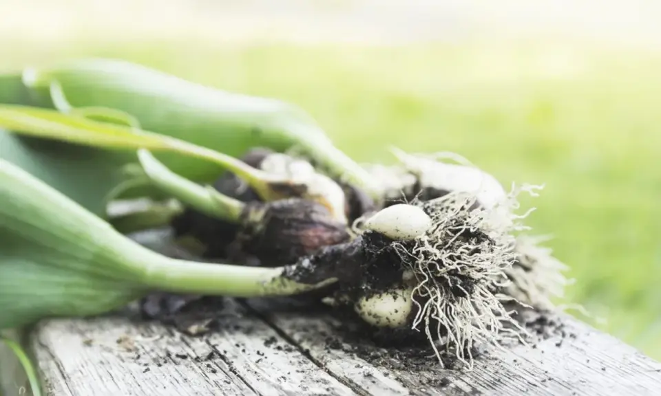 Tulip bulbs with roots and green shoots, ready for planting. This image hints at when to dig up tulip bulbs for storage or replanting.