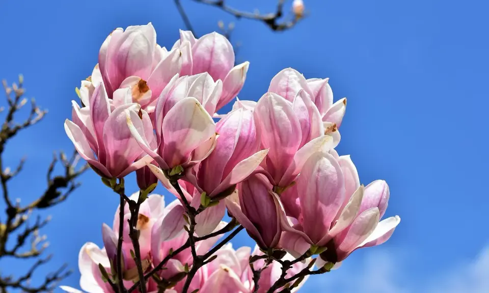 Kwitnąca magnolia, choć już po głównym kwitnieniu, wciąż zachwyca delikatnymi, różowo-białymi płatkami na tle błękitnego nieba.
