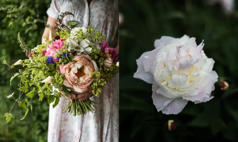En person håller en bukett med blommor, inklusive en stor ljusrosa pion. Till höger syns en vit pion med vattendroppar, en vacker påminnelse om pioner blomningstid.