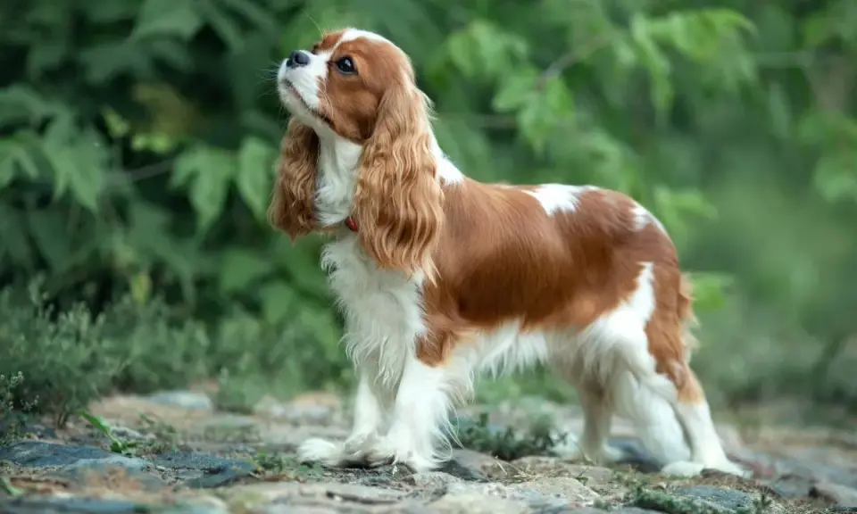 Uroczy Cavalier King Charles Spaniel, idealny pies dla dzieci, z rudymi i białymi łatami, stoi na kamienistej ścieżce wśród zieleni.