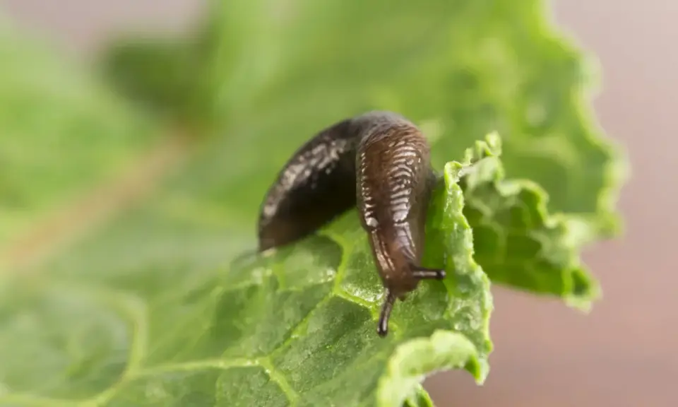 Une limace brune se déplace sur une feuille de laitue verte. Apprenez comment se débarrasser des limaces pour protéger votre jardin.