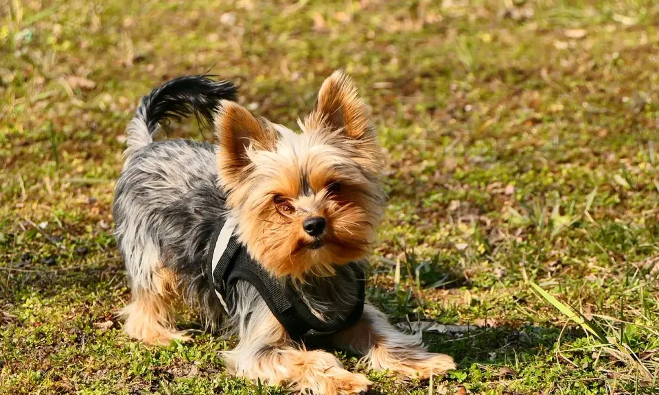 Uroczy york w czarnej kamizelce leży na trawie. Zastanawiasz się, ile powinien jeść york dorosły?