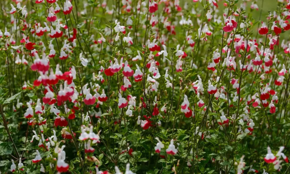 Un parterre de sauge arbustive aux fleurs bicolores rouge et blanc, évoquant de petites lèvres.