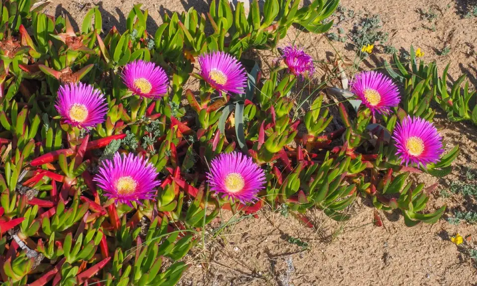 Fleurs roses vives, semblables à une griffe de sorcière rouge, poussent sur un sol sableux.