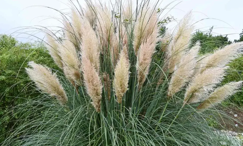 Gros plan sur une touffe de **herbe de la pampa** aux plumes légères et aériennes, contrastant avec ses longues feuilles vertes et fines.