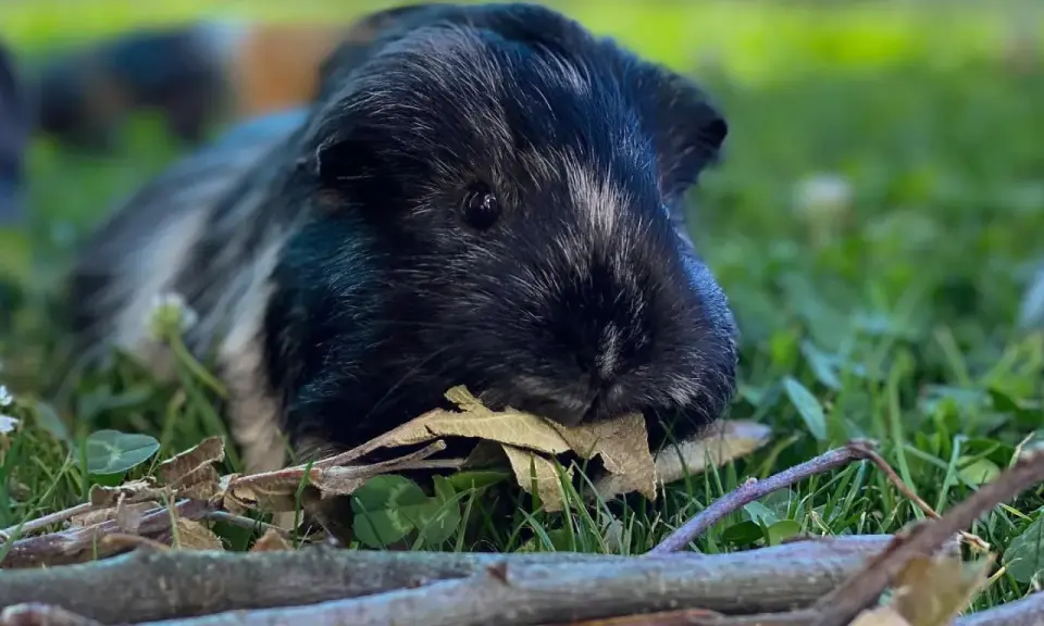 Ein schwarz-weiß geflecktes Ahorn Meerschweinchen liegt im Gras und knabbert an einem Blatt.