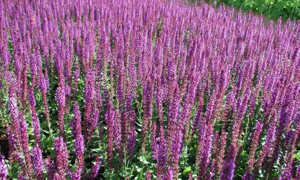 Fält av lila salvia 'Ostfriesland' blommar i solsken.