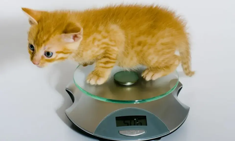 En orange kattunge, cirka 12 veckor gammal, står på en köksvåg. Den väger 506 gram.