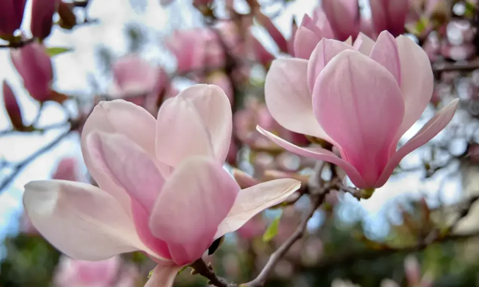 Delikatne, różowe kwiaty magnolii na gałęziach. Czego nie lubi magnolia? Zbyt silnego wiatru, który mógłby uszkodzić jej piękne płatki.